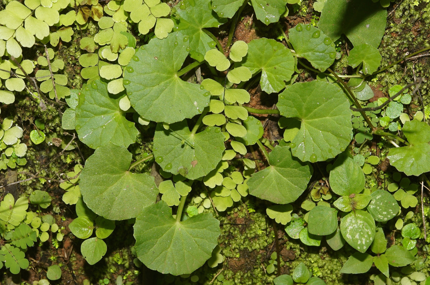 Shield Pennywort (Hydrocotyle sibthorpioides) 140mm