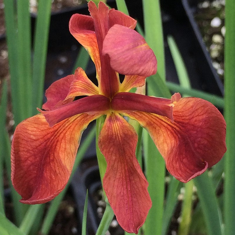 Iris fulva 140mm