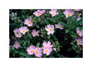 CISTUS Grayswood Pink