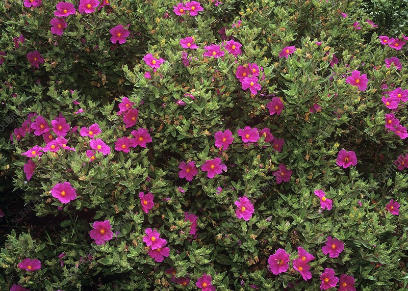 Cistus x pulverulentus 'Sunset'