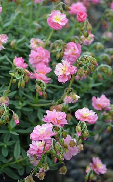 Helianthemum 'Pink Angel Sunrose' 140mm