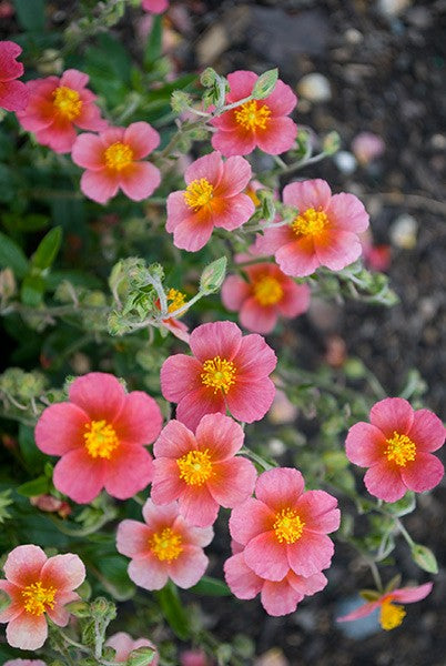 Helianthemum 'Raspberry Ripple Sunrose'