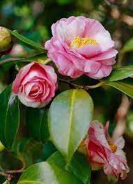 Camelia Large