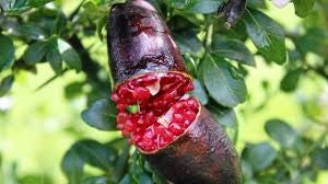 FINGER LIME RED 140MM