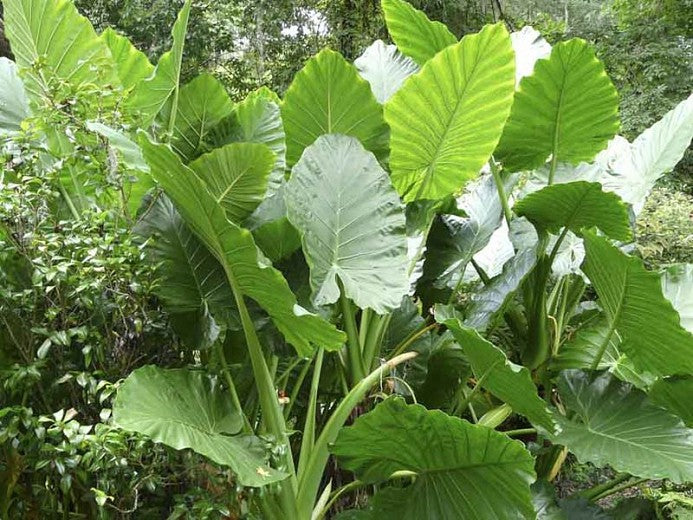 Alocasia Macrorrhiza 'Giant Taro' 255mm