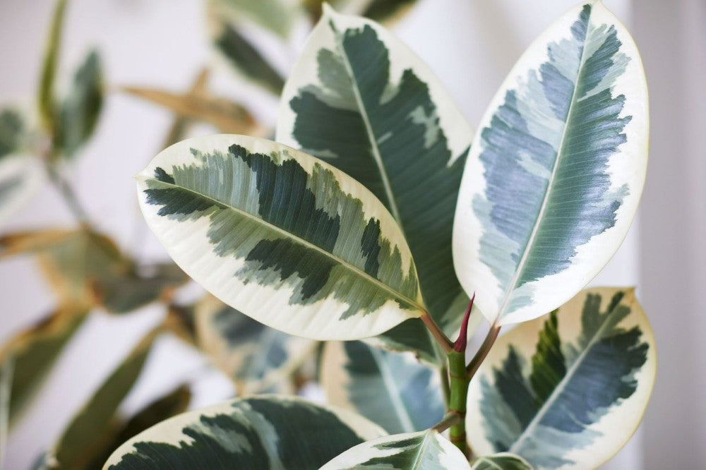 Ficus Tineke