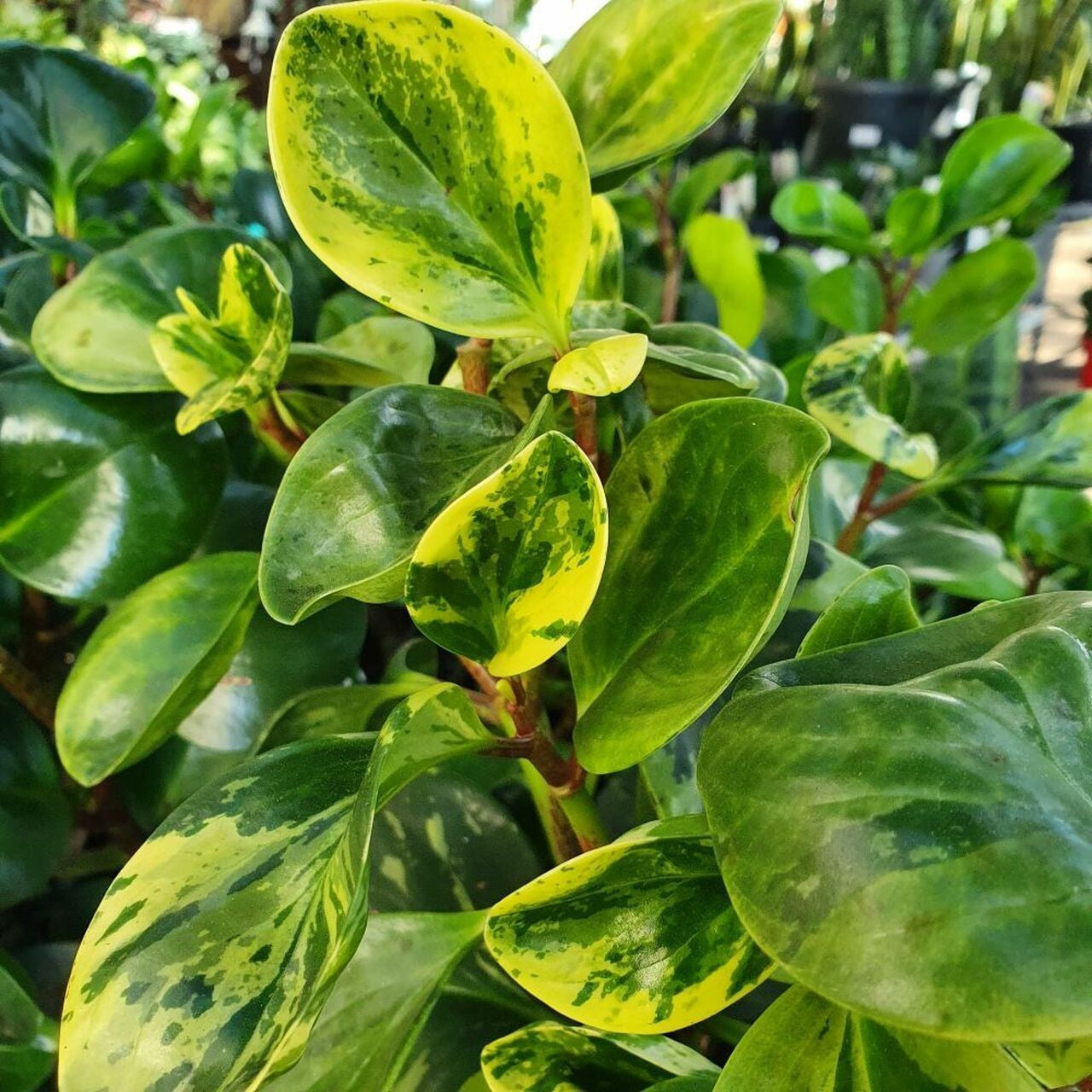 Peperomia Obtusifolia 'marble' 130MM