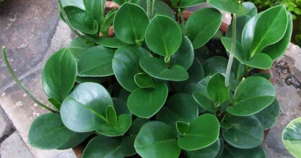 Peperomia Obtusifolia 'Jade'