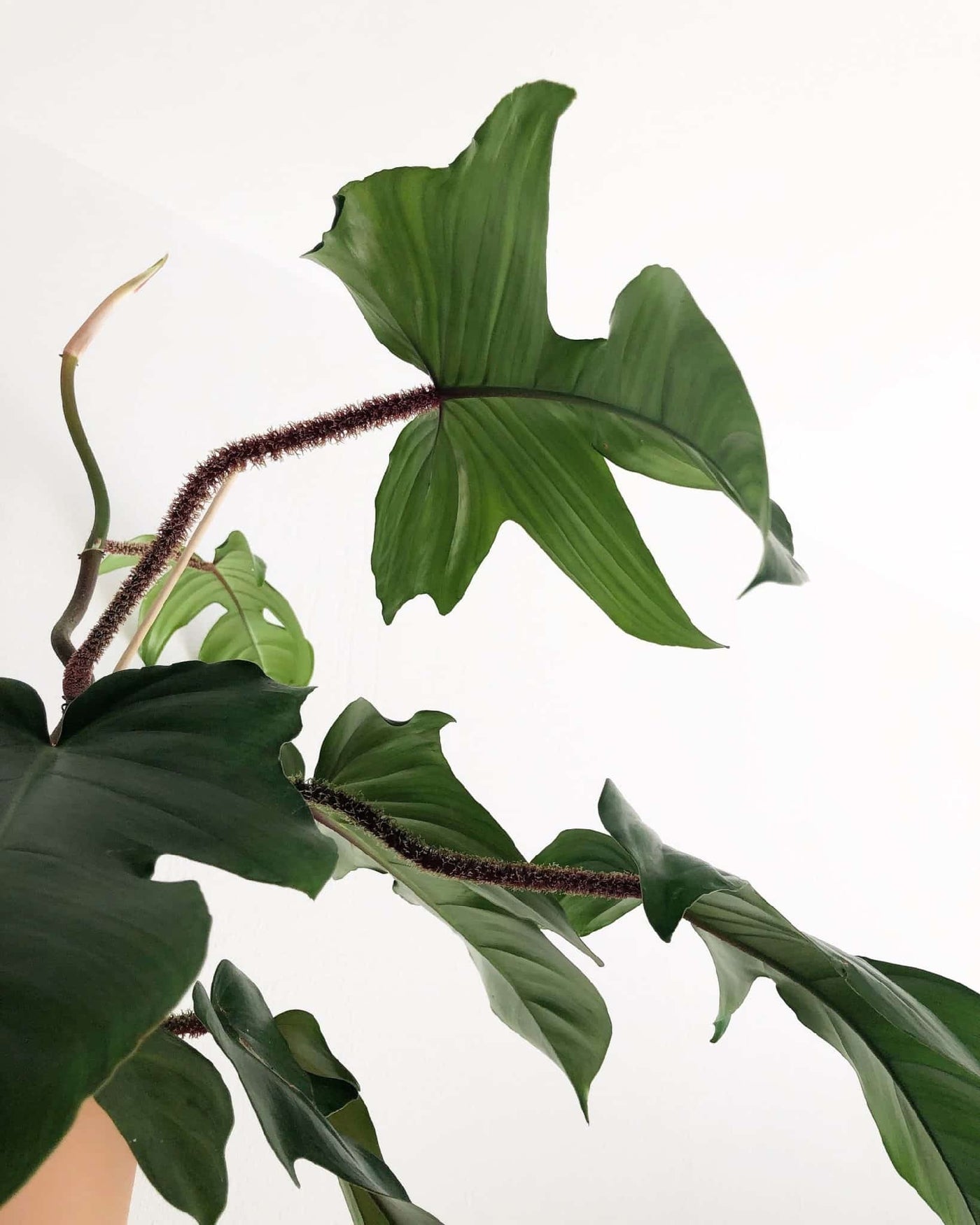 PHILODENDRON SQUAMIFERUM HAIRY [Sz:130MM]