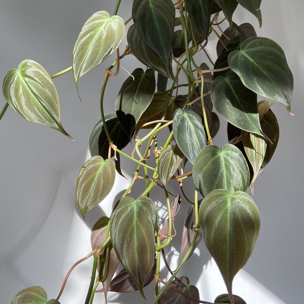 PHILODENDRON MICANS [Sz:130MM]