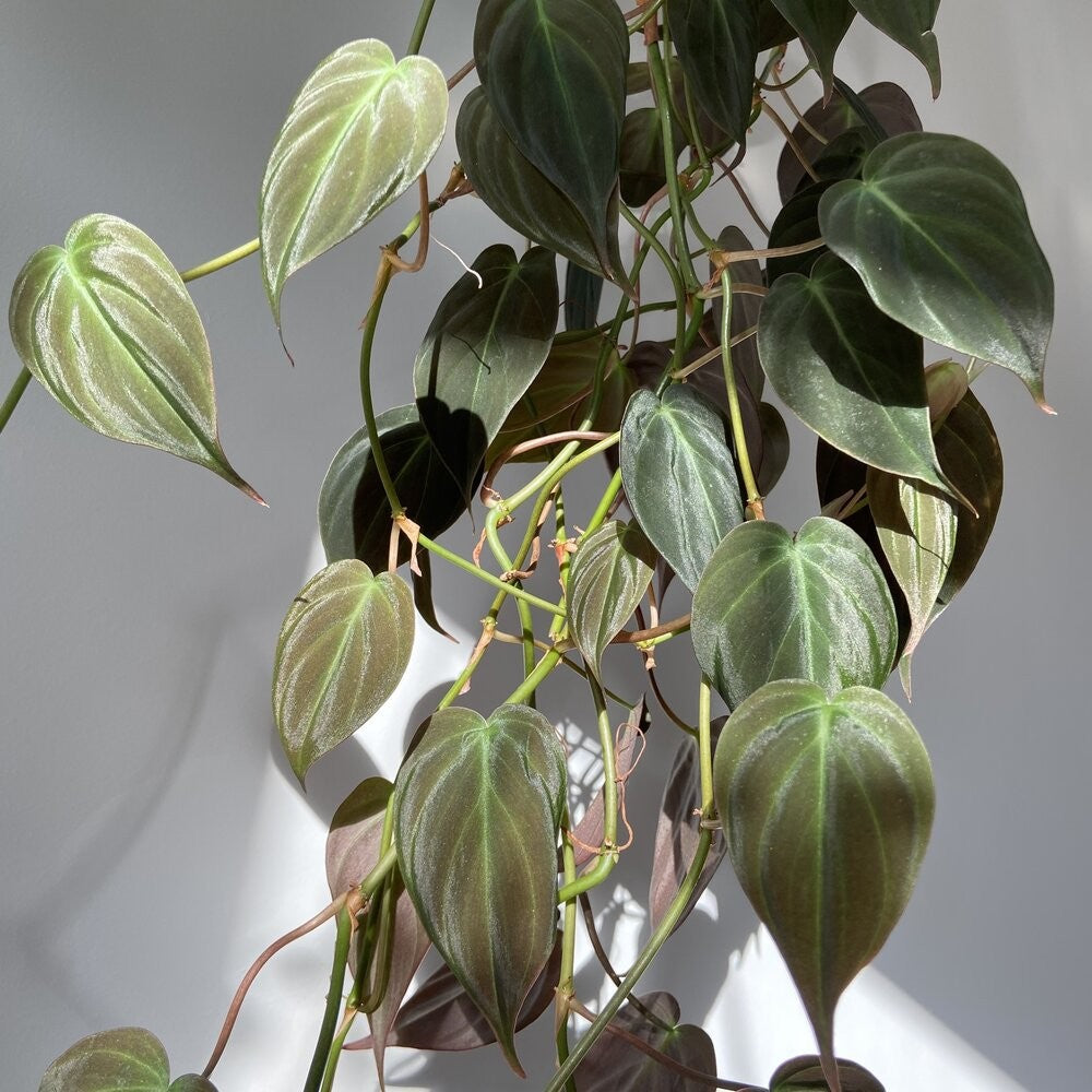 Philodendron Micans [Sz:130MM]