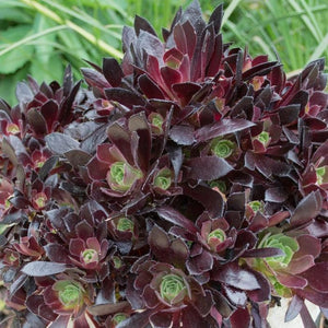 ANONIUM - 'DUZ ROZZEN'