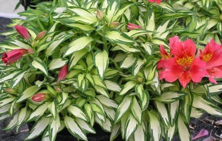 Alstroemeria 'Little Miss Zoe'