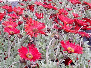 Arctotis 'Blood Red'