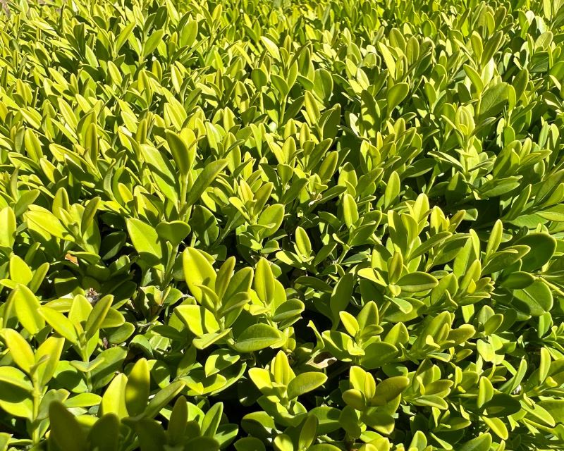 Buxus microphylla var . koreana