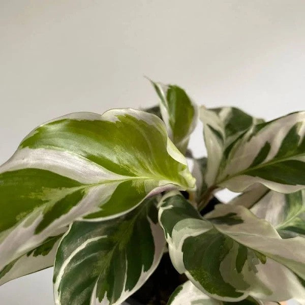 Calathea Fusion White [Sz:120MM]