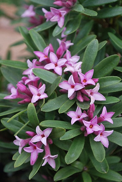 Daphne 'Spring Pink Eternal Frangrance'