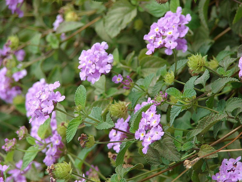 Lantana ' Montevidensis'