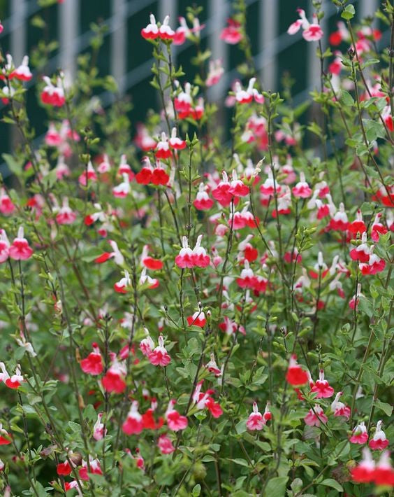 Salvia 'Hot Lips'