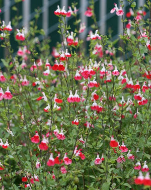 Salvia Hot Lips