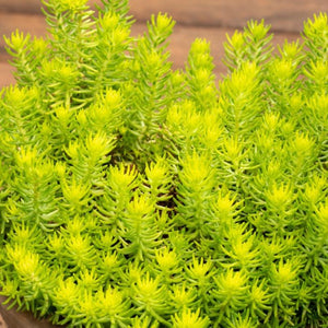 SEDUM GOLD BLOB [Sz:140MM]