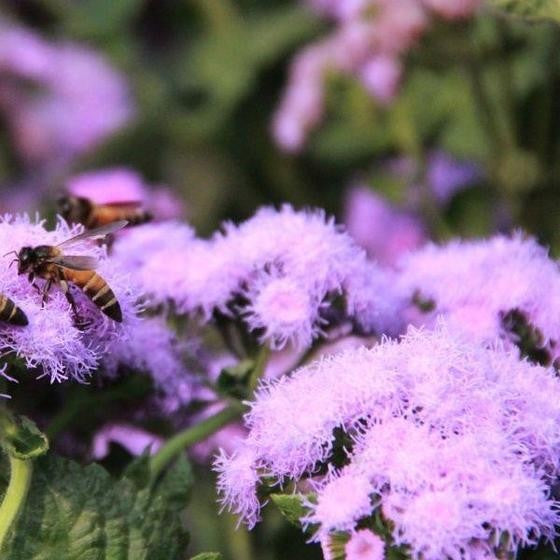 Ageratum Bumble Bee