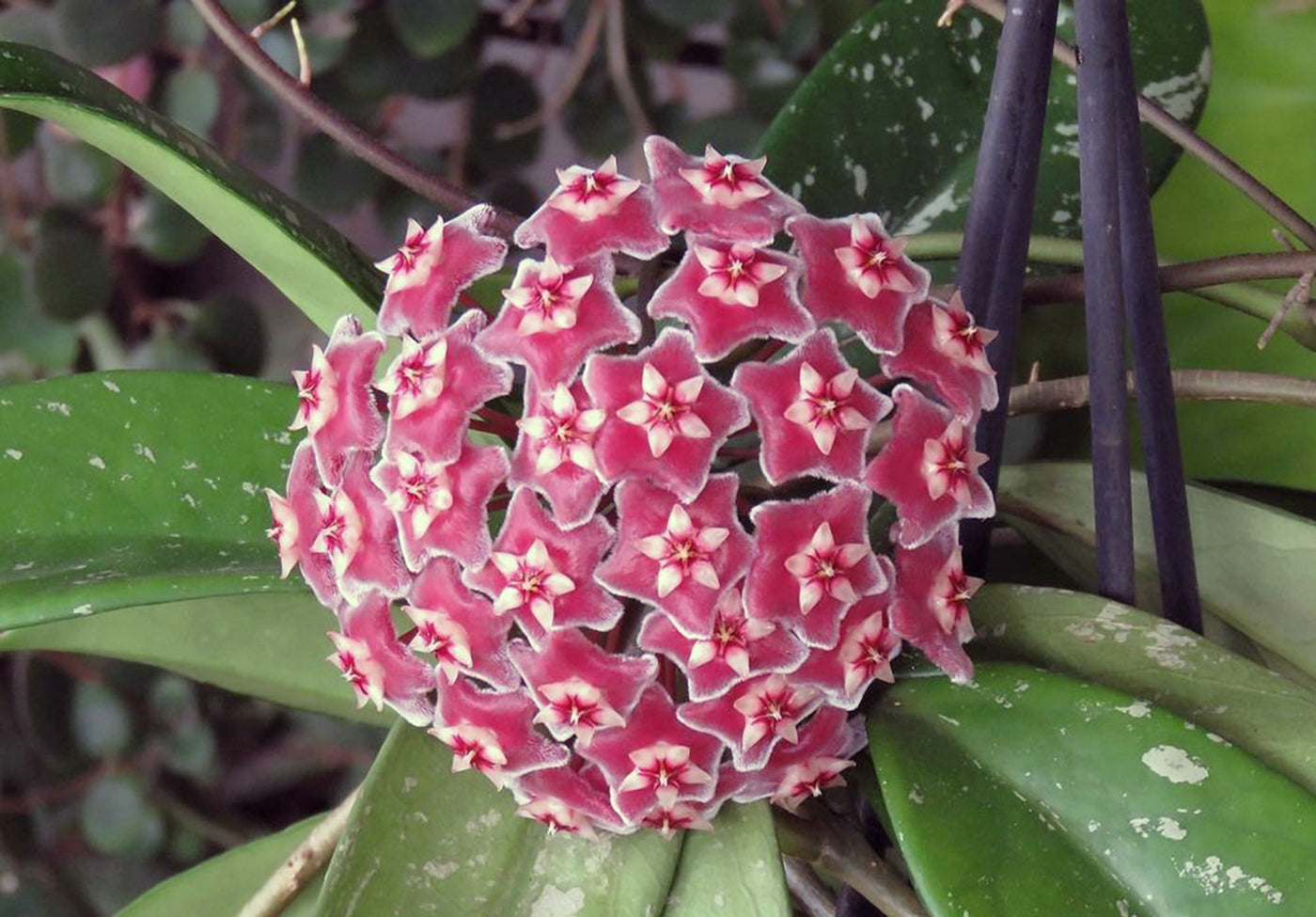 Hoya Pubicalyx 130mm