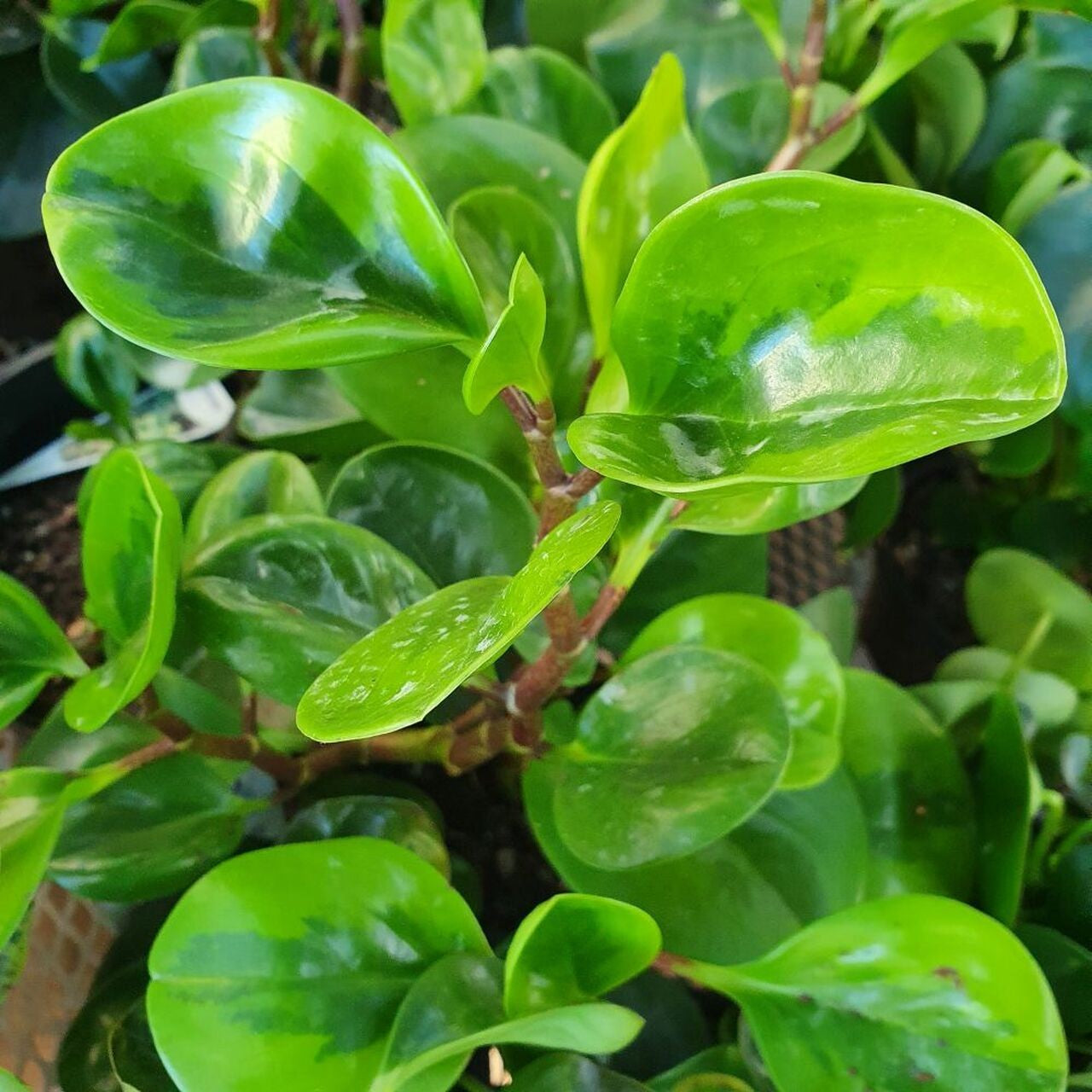 Peperomia Lemon Lime 130mm