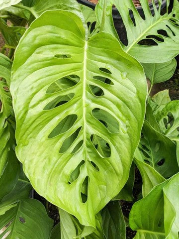 Monstera Lechleriana