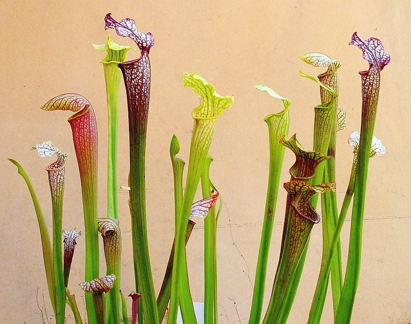 Sarracenia 64mm