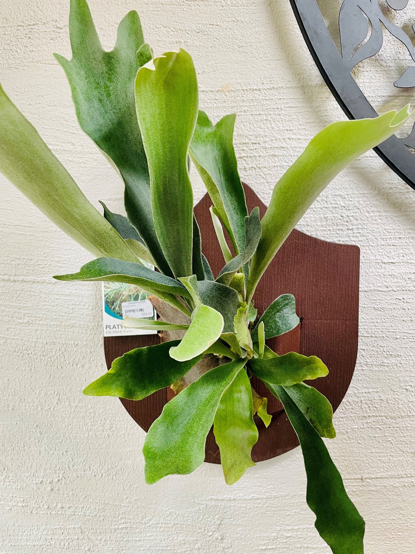 ELK HORN FERN ON SHIELD