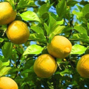 Citrus Lemon Eureka [Sz:175MM]