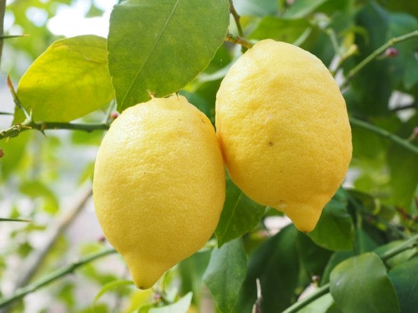Citrus Lemon Lisbon [Sz:175MM]