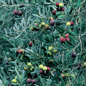 OLIVE CORREGIOLA [Sz:175MM]