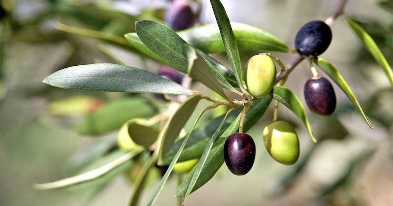 Olive Nevadillo 175mm