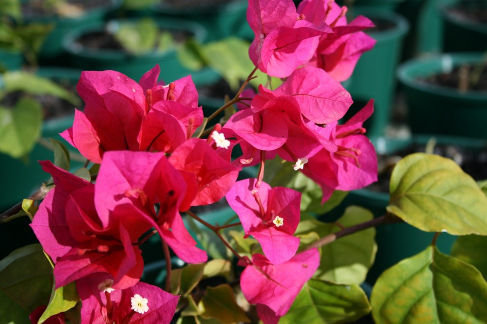 Bougainvillea Assorted