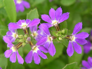 Scaevola Aussie Salute