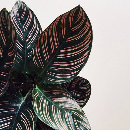CALATHEA PINSTRIPE
