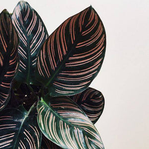 CALATHEA PINSTRIPE [Sz:100MM]