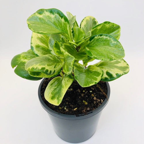 PEPEROMIA GREEN GOLD [Sz:130MM]