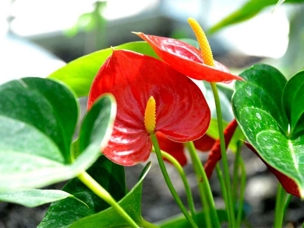 anthurium perth ANTHURIUM – Garden Affair a Living Gift