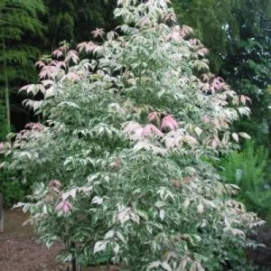 ACER NEGUNDO PINK FLAMINGO [Sz:30LT]