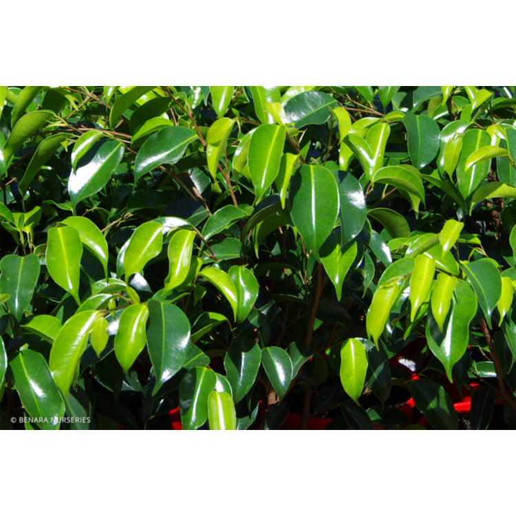 FICUS BENJAMINA [Sz:130MM]