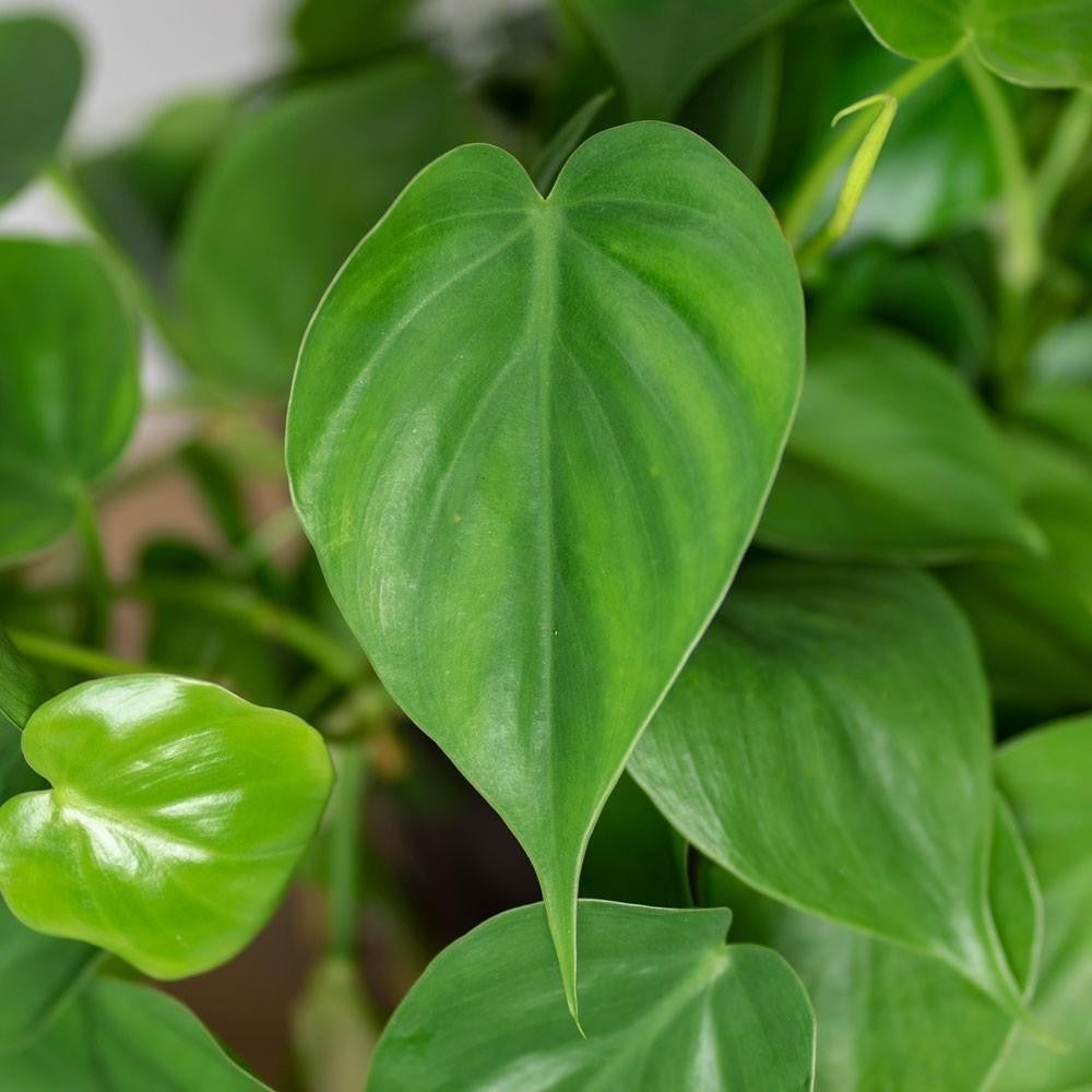 PHILODENDRON CORDATUM GREEN 130MM