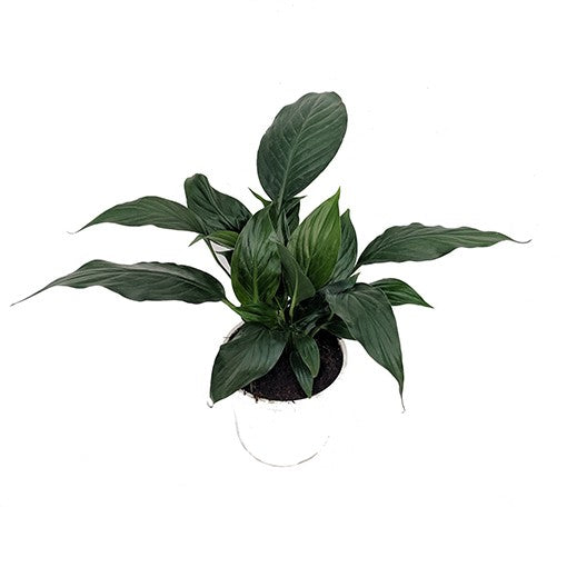 SPATHIPHYLLUM [Sz:130MM]