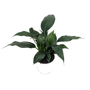 SPATHIPHYLLUM [Sz:130MM]