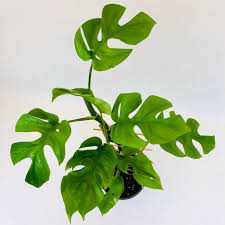 MONSTERA MINI