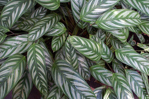 CTENANTHE OPPENHEIMIANA [Sz:130MM]