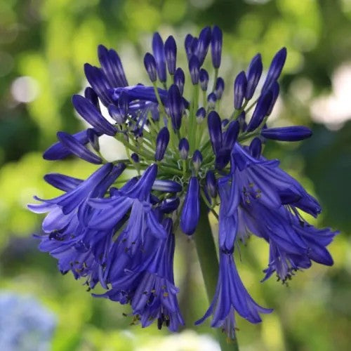 AGAPANTHUS 'PURPLE CLOUD'