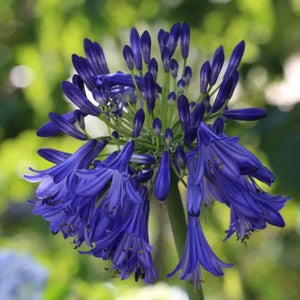 AGAPANTHUS - PURPLE CLOUD